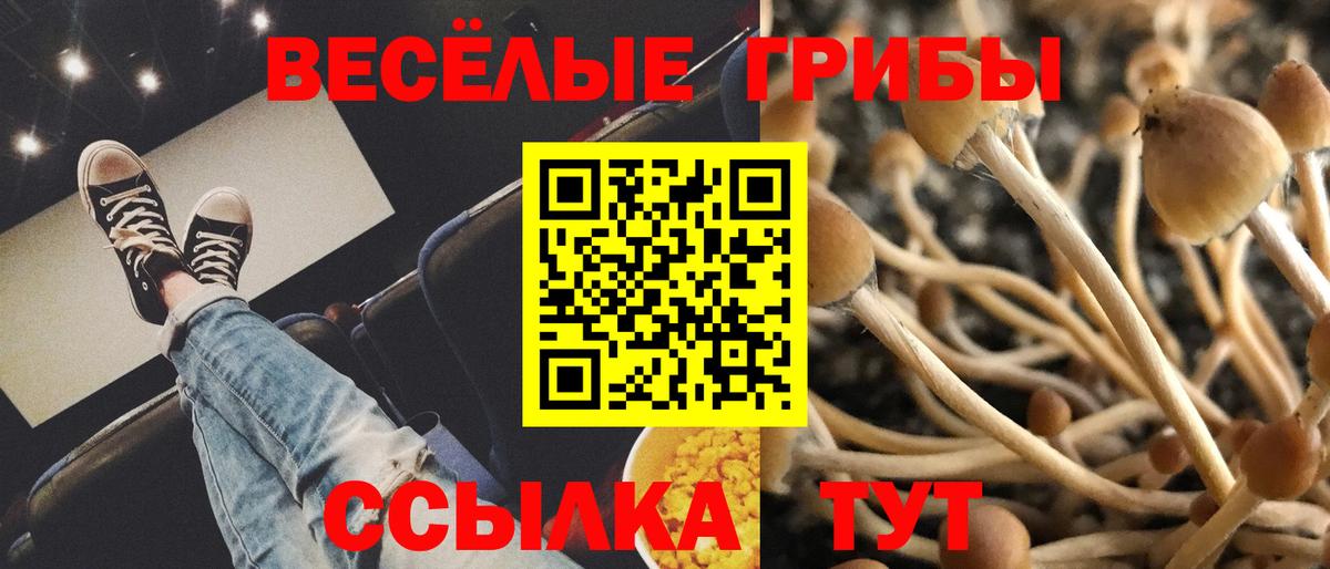 Галлюциногенные грибы Psilocybine cubensis Жуковский